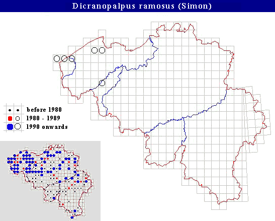 distribution of Dicranopalpus ramosus (Simon) in Belgium