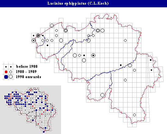 distribution of Lacinius ephippiatus (C.L.Koch) in Belgium