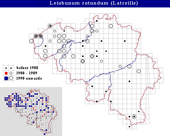 distribution of Leiobunum rotundum in Belgium