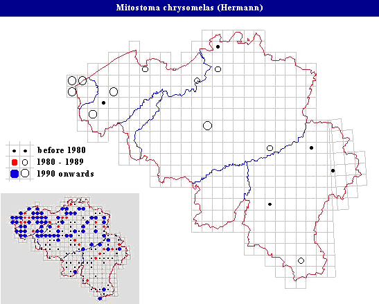 distribution of Mitostoma chrysomelas (Hermann) in Belgium