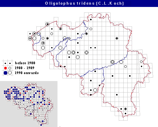 distribution of Oligolophus tridens (C.L.Koch) in Belgium