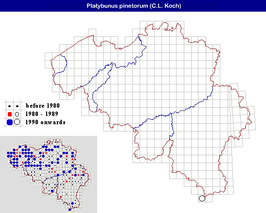 distribution of Platybunus pinetorum (C.L.Koch) in Belgium