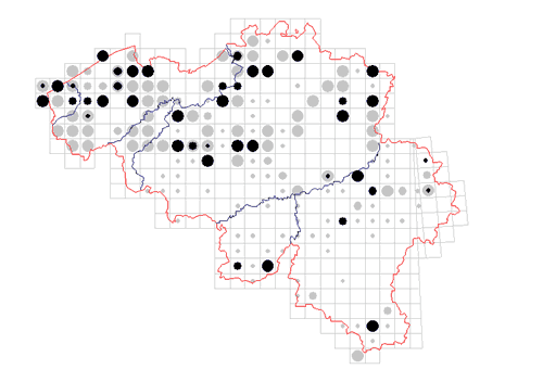 distribution of Lacinius ephippiatus in Belgium