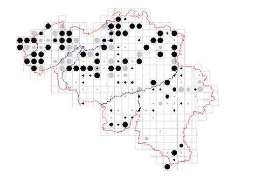 distribution of Rilaena triangularis in Belgium