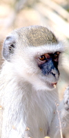 Vervet Monkey - Zimbabwe